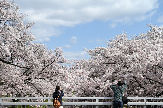 2025年仙台市のオススメお花見スポット5選!