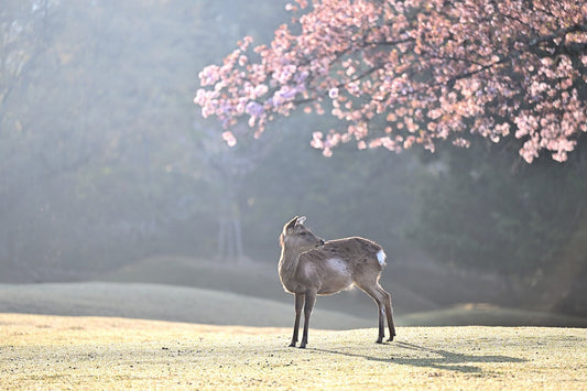 海外の人にもウケる!日本のお花見文化と花見弁当の魅力とは?
