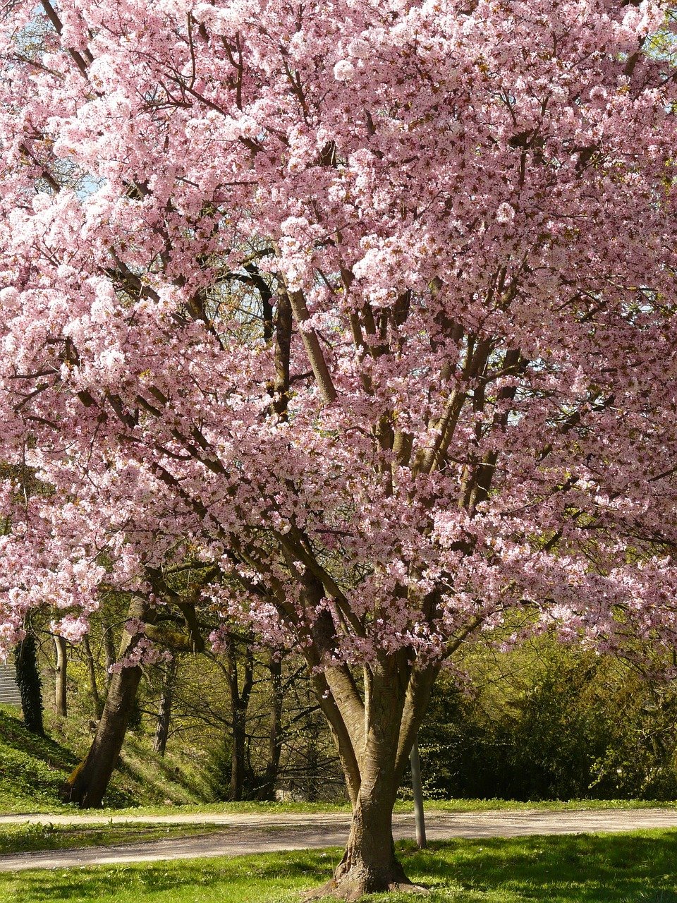2025年広島県のオススメお花見スポットを紹介！