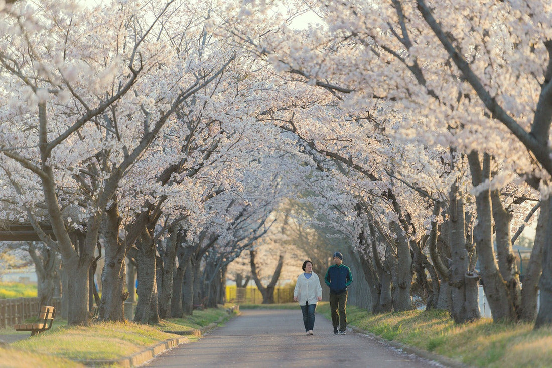 北海道の春、ついに到来！札幌市で楽しむお花見スポットとお弁当のすすめ