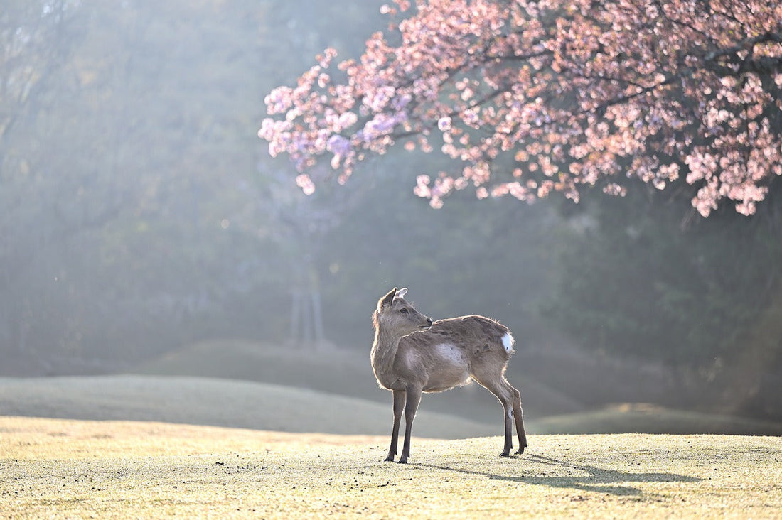 海外の人にもウケる！日本のお花見文化と花見弁当の魅力とは？